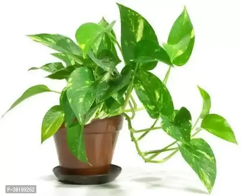 URAN Golden Money Plant-thumb0