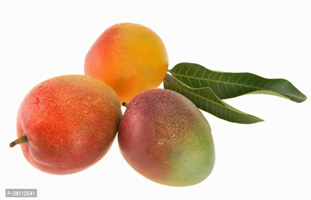 URAN Mango Plant