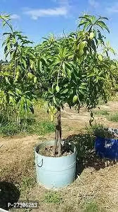 Mango PlantHybrid And GraftedEasy To Grow[AN1001][a148]-thumb0