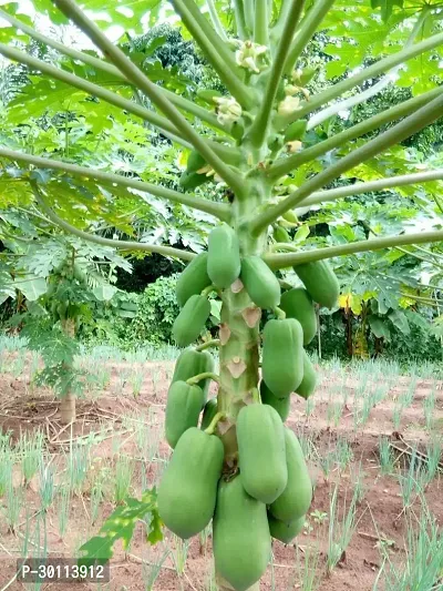 URAN Papaya Plant-thumb0