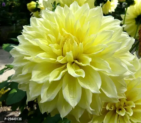 Dahlia PlantHybrid And Grafted Easy To Grow | Plant With Growing Bag| Plant Hight 1.5-1.295 Fit [S808]-thumb0