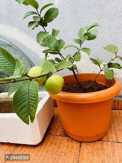 Guava PlantHybrid And Grafted Easy To Grow | Plant With Growing Bag| Plant Hight 1.5-1.447 Fit [S960]-thumb0