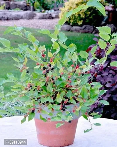 URAN Shahtoot/Mulberry Plant-thumb0