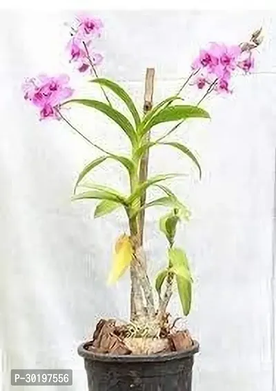 URAN  Orchid Plant-thumb0