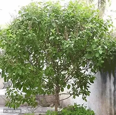 URAN Tulsi Plant-thumb0