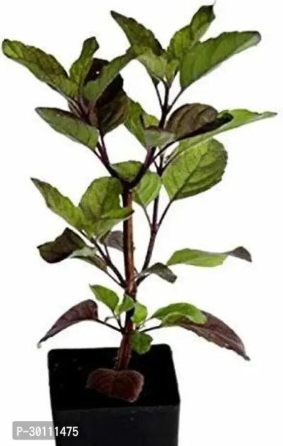 URAN Tulsi Plant-thumb0