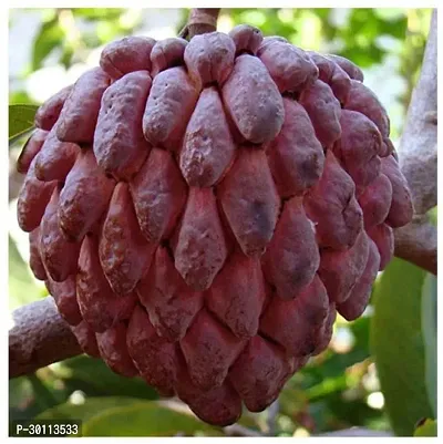 URAN Custard Apple Plant-thumb2