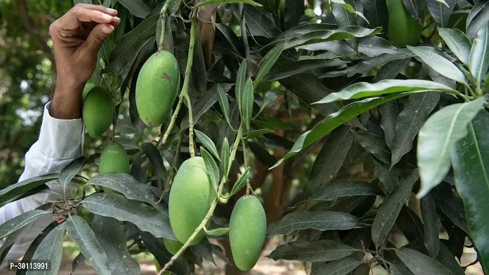 URAN Mango Plant