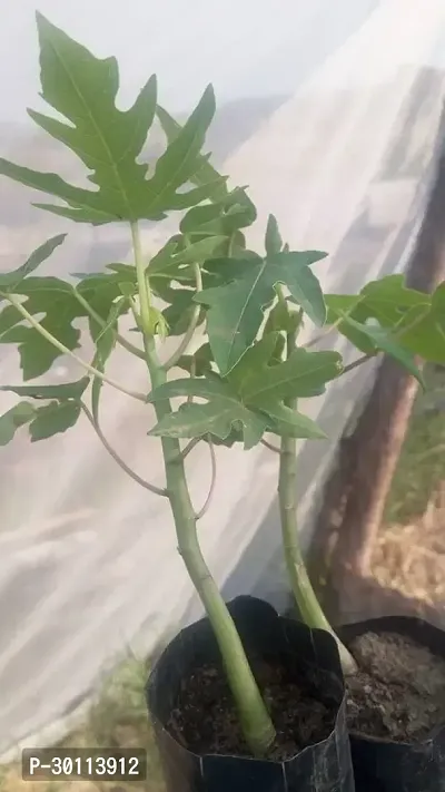 URAN Papaya Plant-thumb3