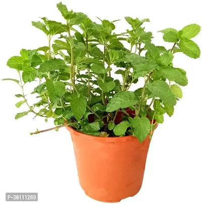 URAN Mint Plant-thumb0