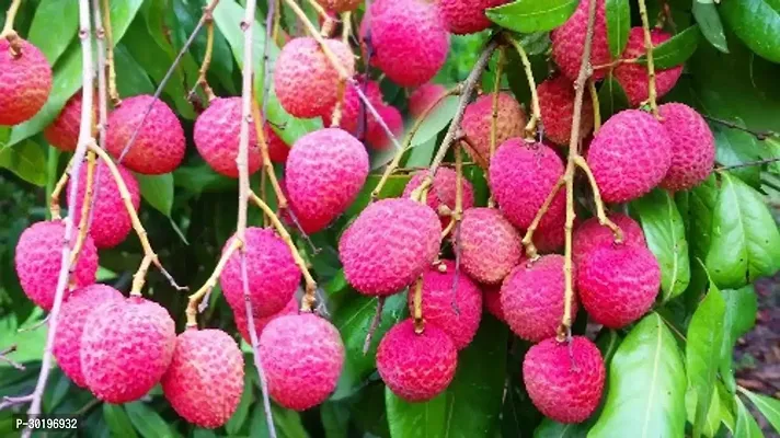 URAN  Litchi Plant-thumb0