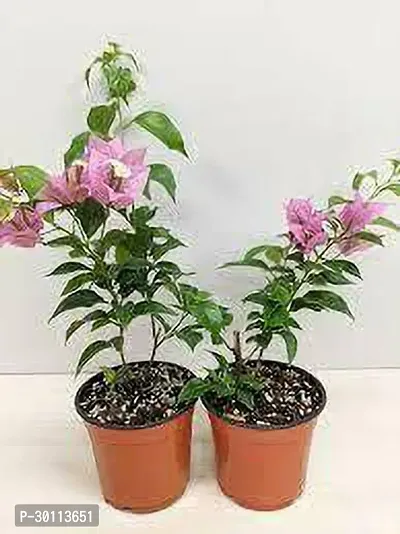 URAN Bougainvillea Plant-thumb0