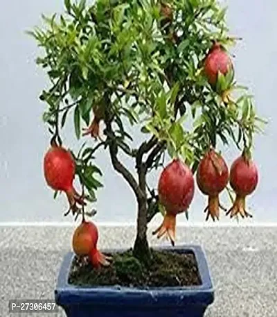 Pomegranate PlantHybrid And GraftedEasy To Grow[AN1001][a348]-thumb0