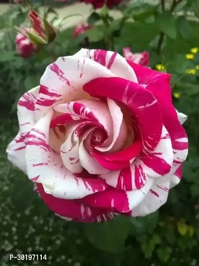 URAN  Rose Plant-thumb0