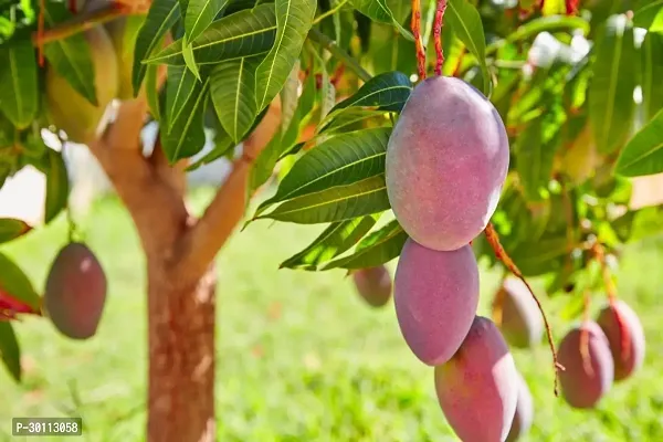 URAN Mango Plant-thumb0