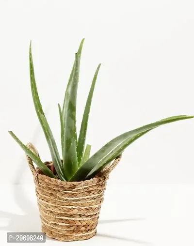 Aloe Vera Plant-thumb0