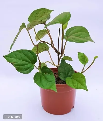 Betel Leaf Plant-thumb0