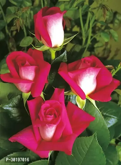 URAN  Rose Plant-thumb0