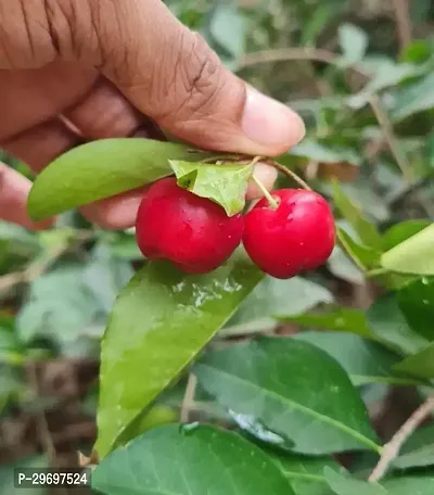 Cherry Fruit Plant