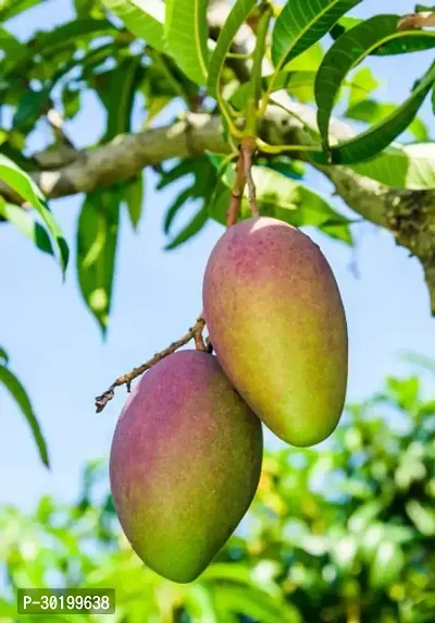 URAN Mango Plant-thumb0