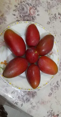 Mango Plant-thumb1