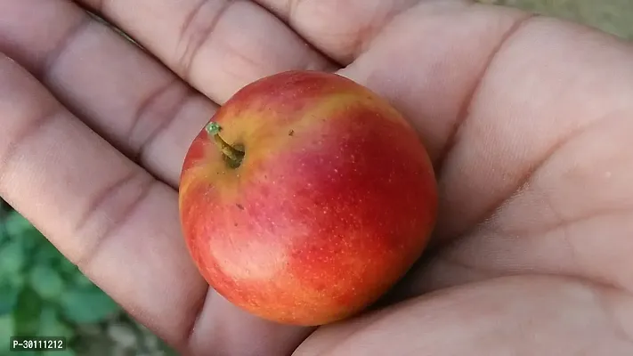 URAN Ber Apple Plant-thumb0