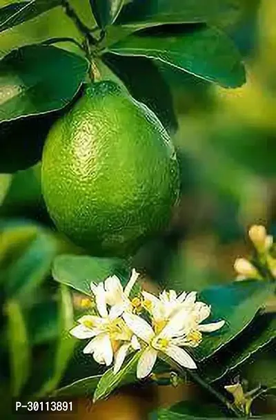 URAN Lemon Plant