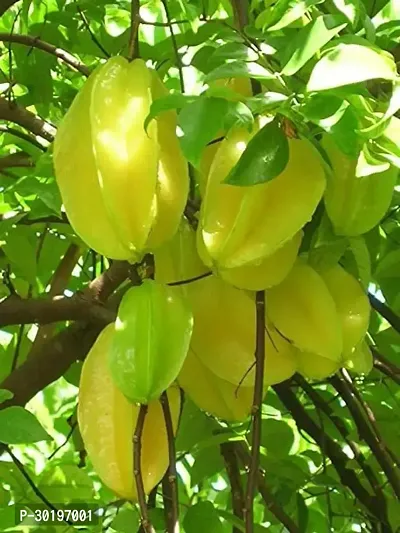 URAN  Star Fruit Carambola Grafted Plant-thumb0