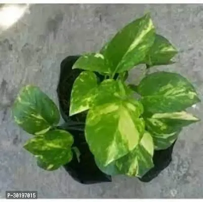 URAN  Money Plant-thumb0