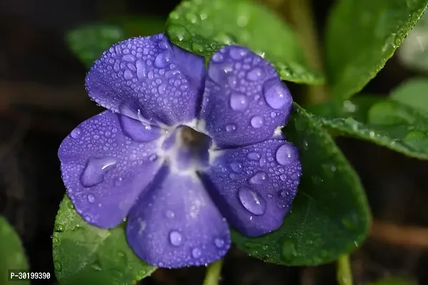 URAN Sadabahar/Periwinkle Plant-thumb0