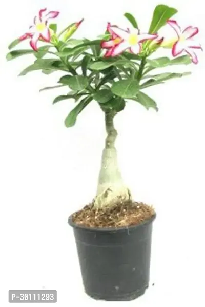 URAN Adenium Plant-thumb0