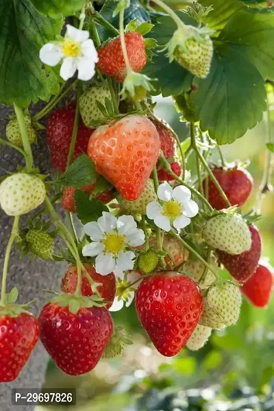 Strawberry Plant