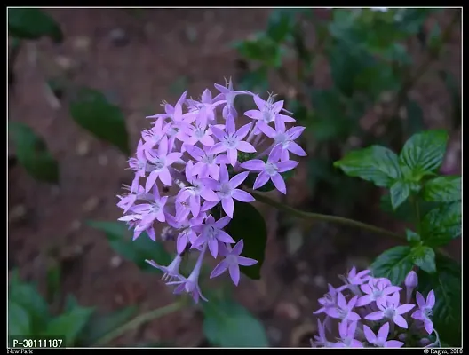 URAN Trothic Ixora/Chethi Plant-thumb0