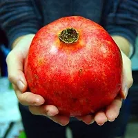 Pomegranate Plant-thumb1