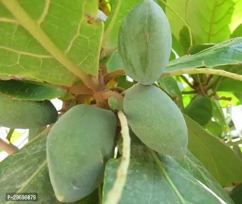 Almond Plant-thumb0