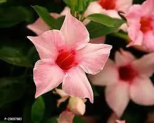 Mandevilla Plant