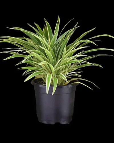 Hot Selling Plant & Planters 