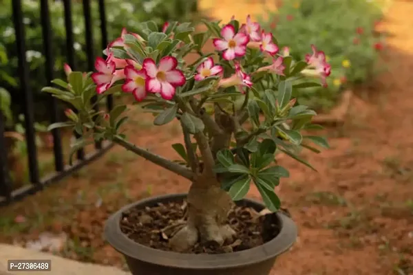 Adenium PlantHybrid And GraftedEasy To Grow[AN1001][a380]-thumb0