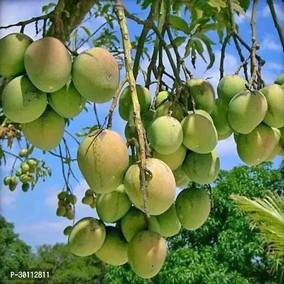 URAN Mango Plant-thumb0