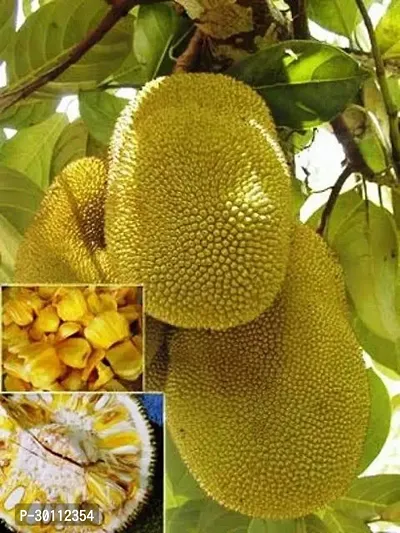 URAN Jackfruit Plant-thumb0