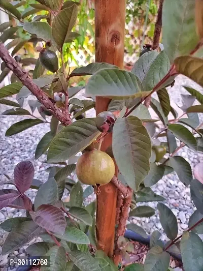 URAN Guava Plant-thumb0