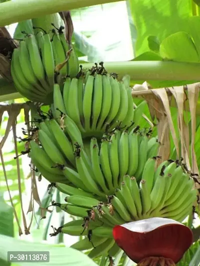 URAN Banana Plant-thumb0