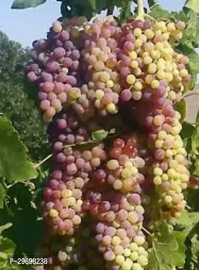 Grapes Plant-thumb0