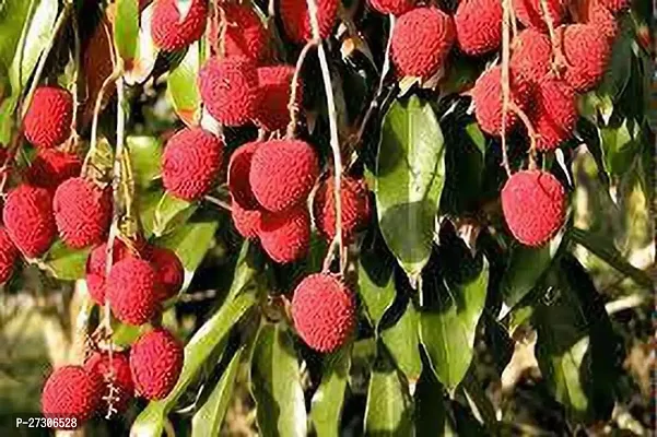 Litchi PlantHybrid And GraftedEasy To Grow[AN1001][a419]-thumb0