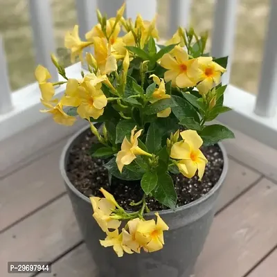 Mandevilla Plant