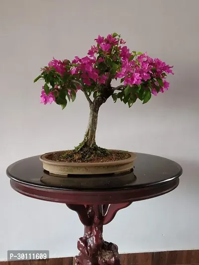 URAN Baugainvillea Plant