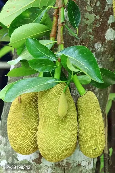 URAN Jack Fruit Plant-thumb0