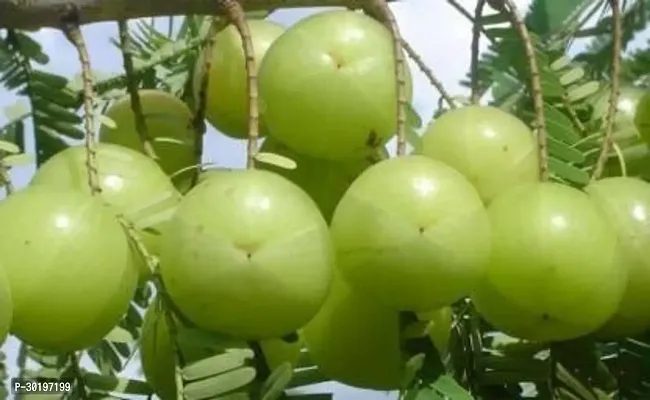 URAN  Amla Plant-thumb0