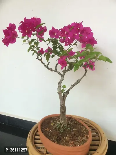 URAN Baugainvillea Plant-thumb0