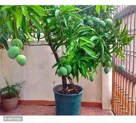 URAN Mango Plant-thumb0